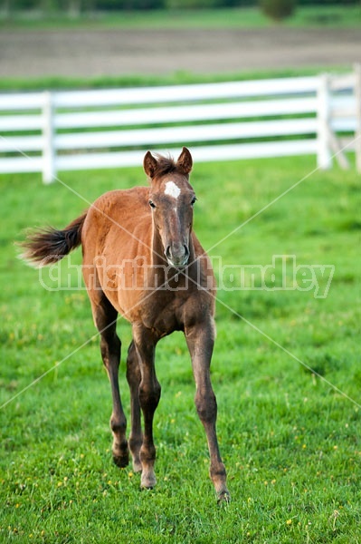 quarter horse foal