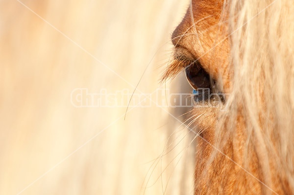 Close-up of horse eye