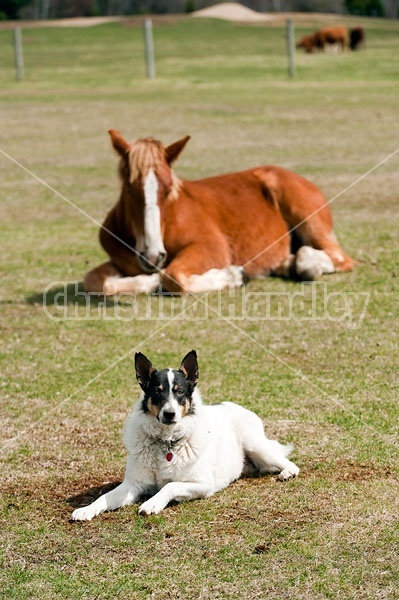 Farm dog laying in field with horse