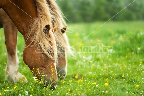 Two chestnut horses