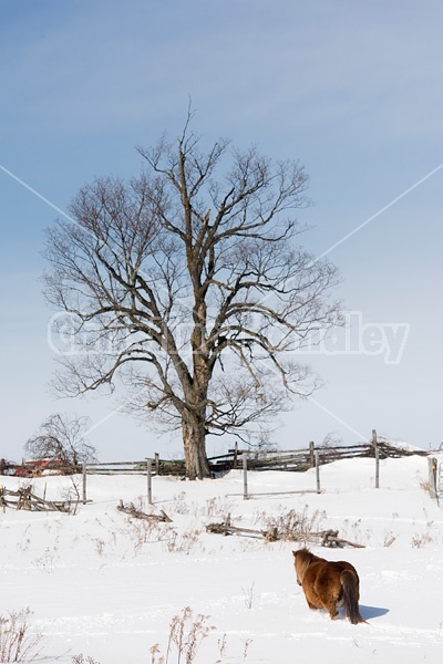 Chestnut pony walking through deep snow