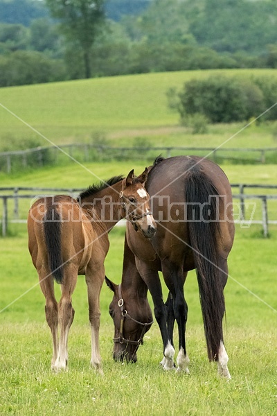 Thoroughbred mare and foal