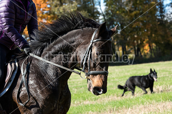 Woman riding Thoroughbred horse