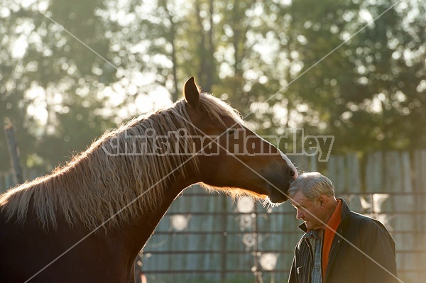 Man and Belgian draft horse