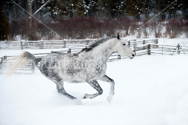 Gray horse galloping in deep snow 