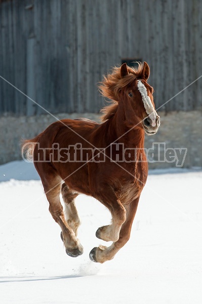 Belgian draft horse galloping through snow