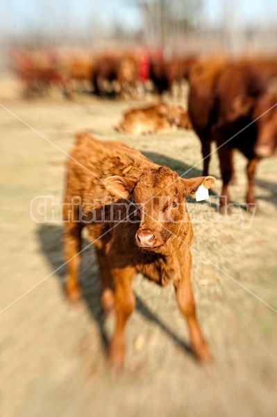 Beef Calf