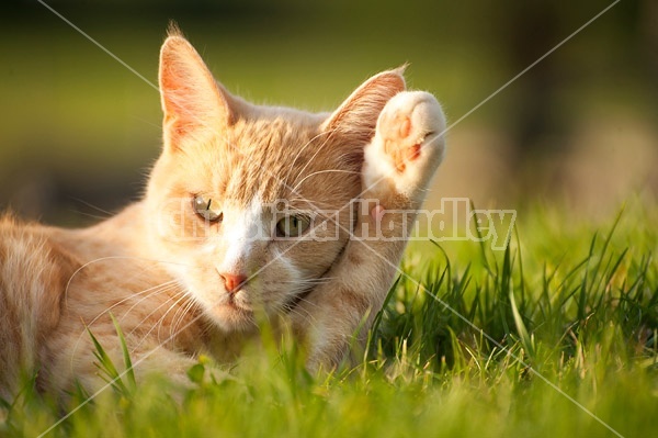 Orange cat laying on the grass outside in the sunshine