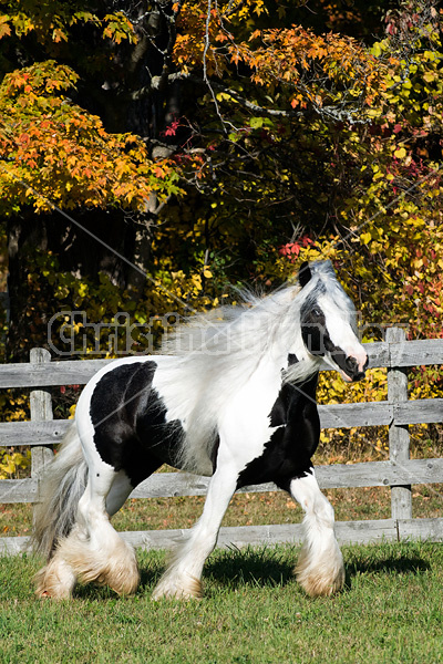 Gypsy Vanner horse