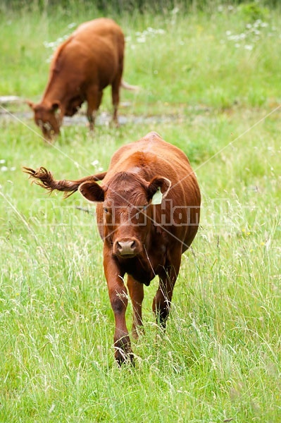 Beef Cattle