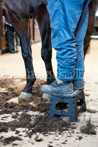 Woman clipping horse