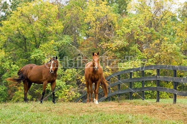 Two horses outside in paddock