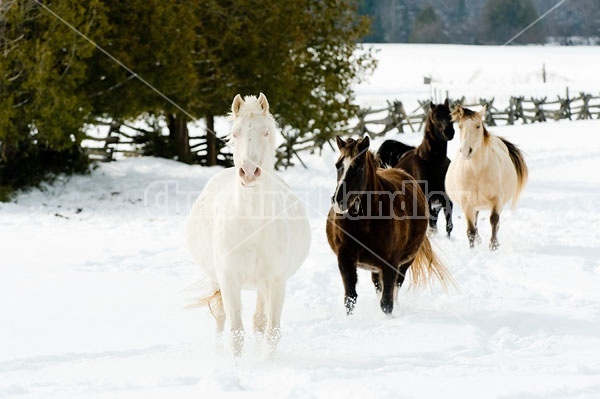 Herd of Rocky Mountain Horses Galloping in Snow