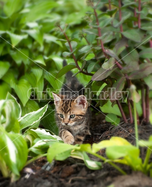 Young baby kitten in garden