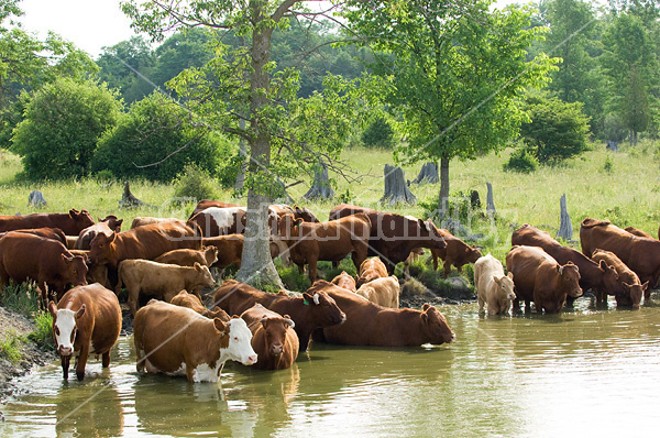 Beef cattle standing in pond drinking water