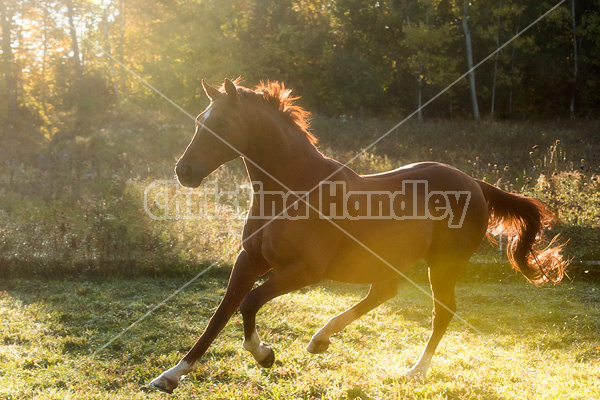 Chestnut Thoroughbred horse galloping in paddock