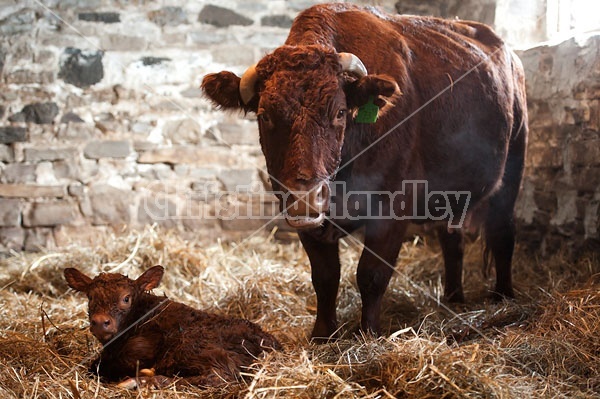 Beef Cow With Newborn Calf