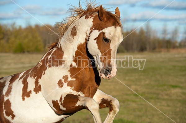 Paint stallion feeling frisky and playful