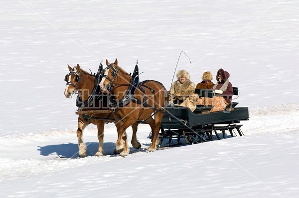 Horse drawn sleigh ride