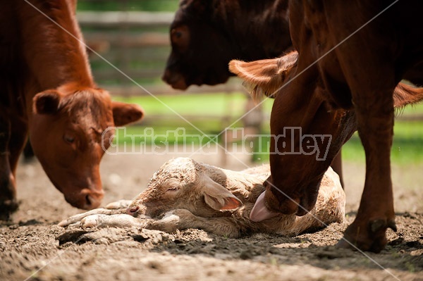 Newborn baby beef calf