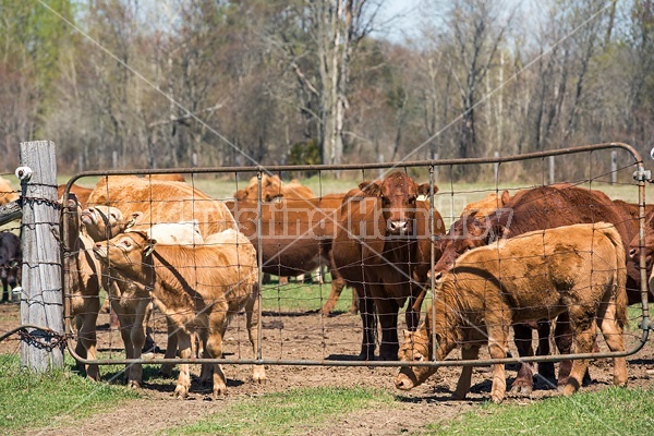 Herd of beef cows behind gate