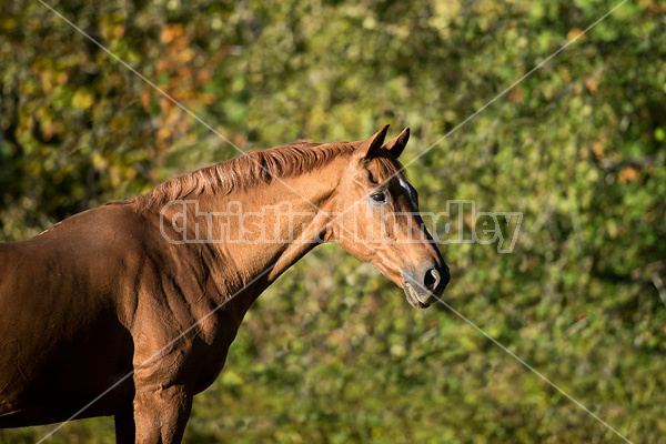 Portrait of a Thoroughbred horse