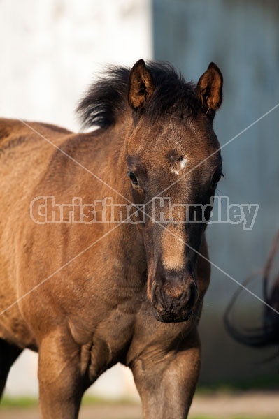 Quarter horse foal