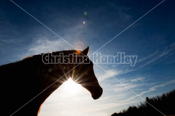 Horse Silhouette