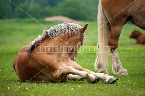 Young Belgian draft horse laying down outside