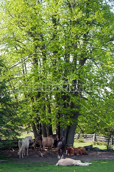 Rocky Mountain horse mares hanging out under a big tree for shade