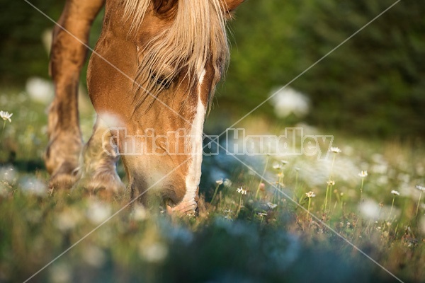 Belgian draft horse grazing