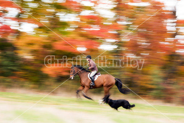 Woman riding bay horse in the fall colors