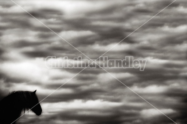 Horse against big sky background