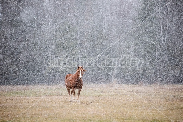 Belgian draft horse standing outside in a snow storm