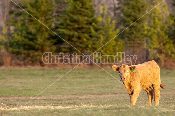 Young Beef calf