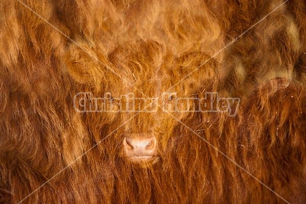 Double exposure of cow faces combined with the long winter hairy coats of cattle