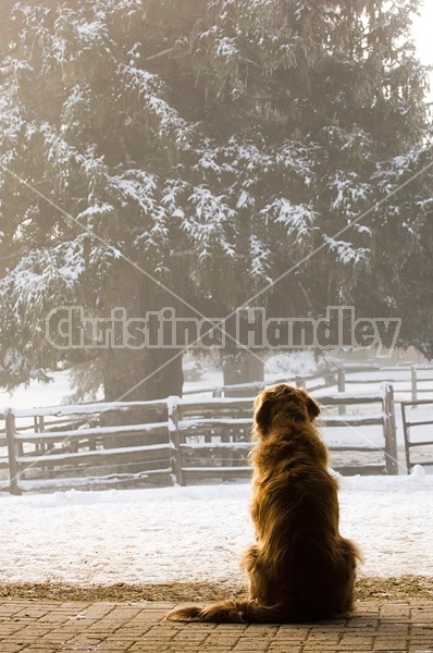 Brown dog sitting in barn doorway looking out on a foggy winter morning.
