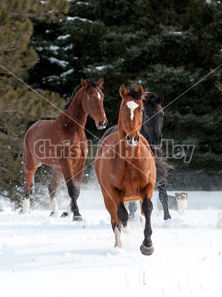 Horses galloping in deep snow