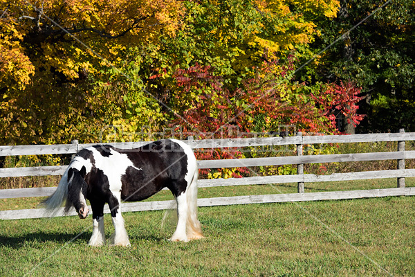 Gypsy Vanner horse