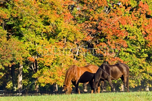 Two horses grazing on autumn pasture