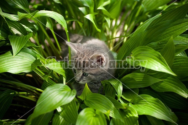 Young baby gray tabby kitten playing in flower garden