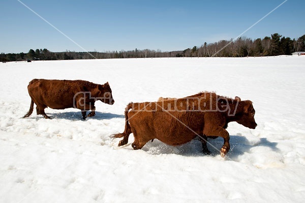 Beef cows walking through deep snow