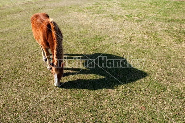 Young Belgian Horse Grazing on springtime pasture