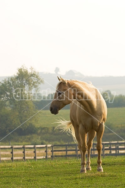 Palomino Quarter horse gelding