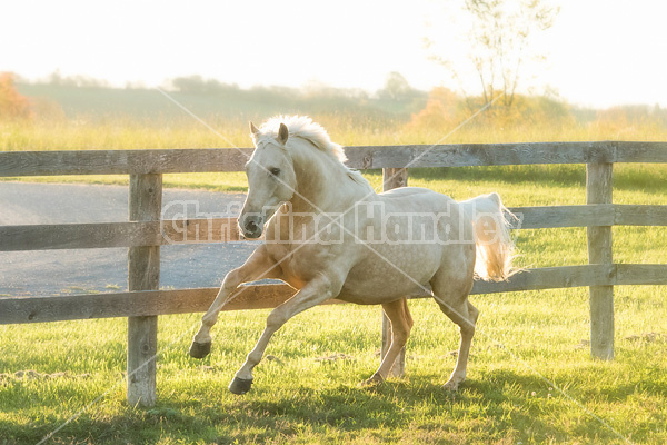 Palomino horse galloping around paddock