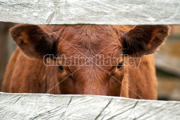 Beef Cow Peeking Through Board Fence