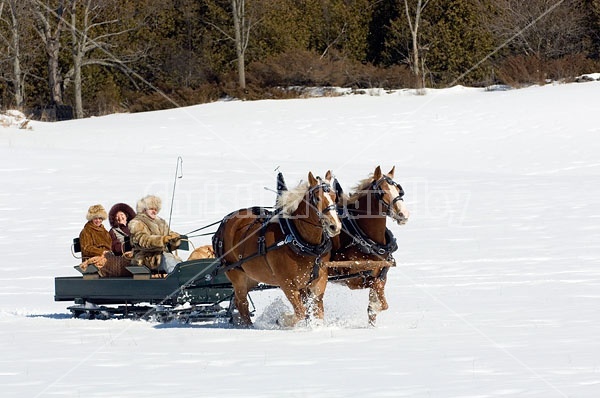 Horse drawn sleigh ride