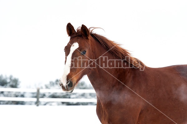 Portrait of a horse in the winter