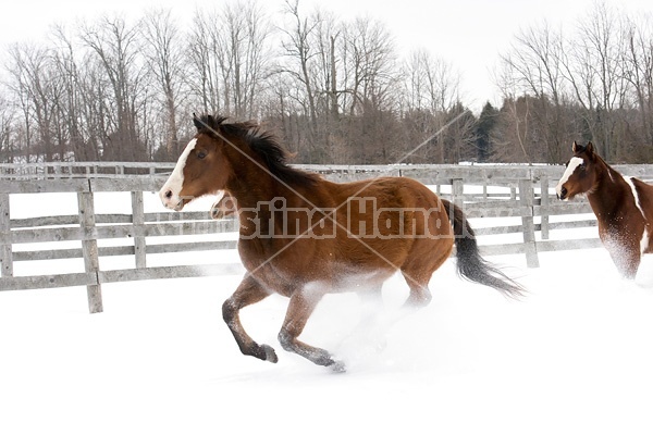 Horses running through deep snow