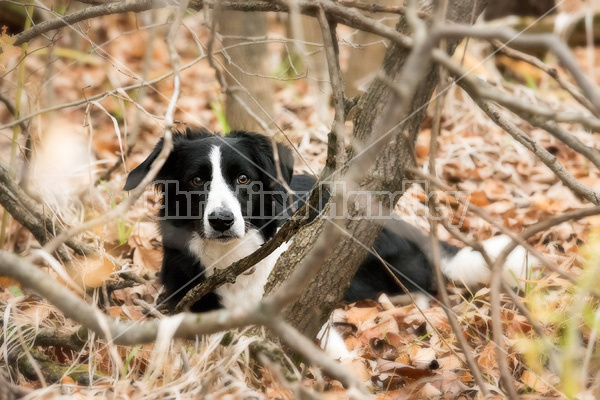 Border Collie dog